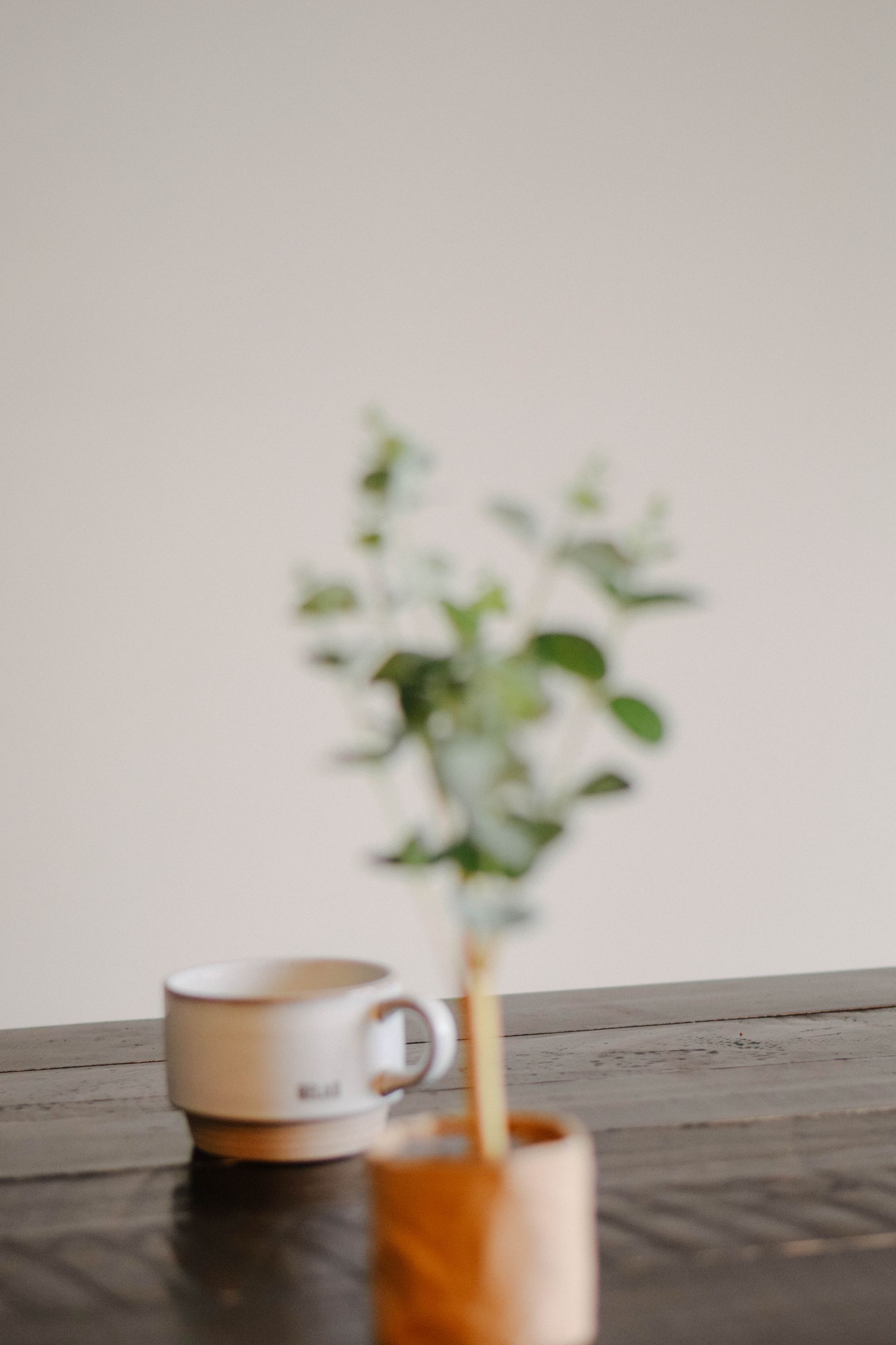 Cup and plant on a wooden surface against a neutral background. The mug is white, and the plant has green leaves.