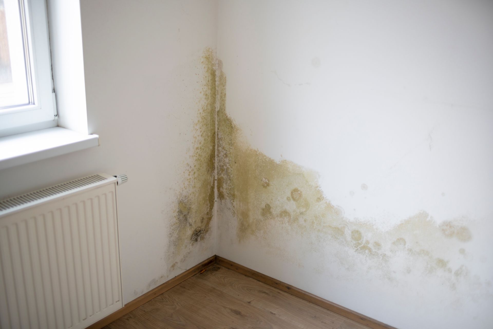 Mold and water damage on interior walls in a corner next to a window. Brown and green mold stains white walls.