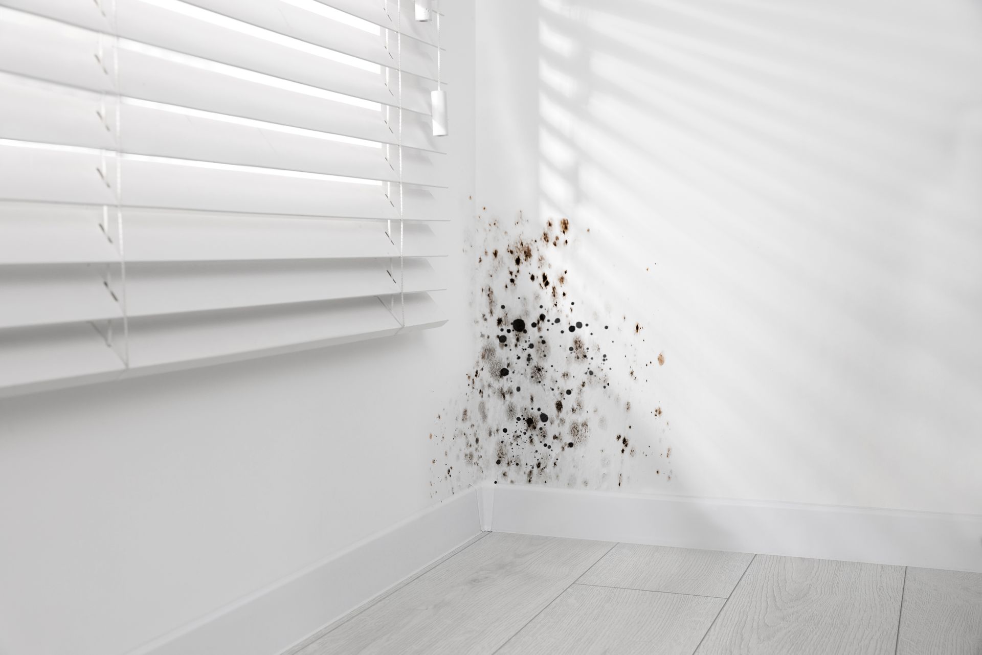 Mold growth on an interior corner wall near a window with closed blinds, showing black and dark brown spots.