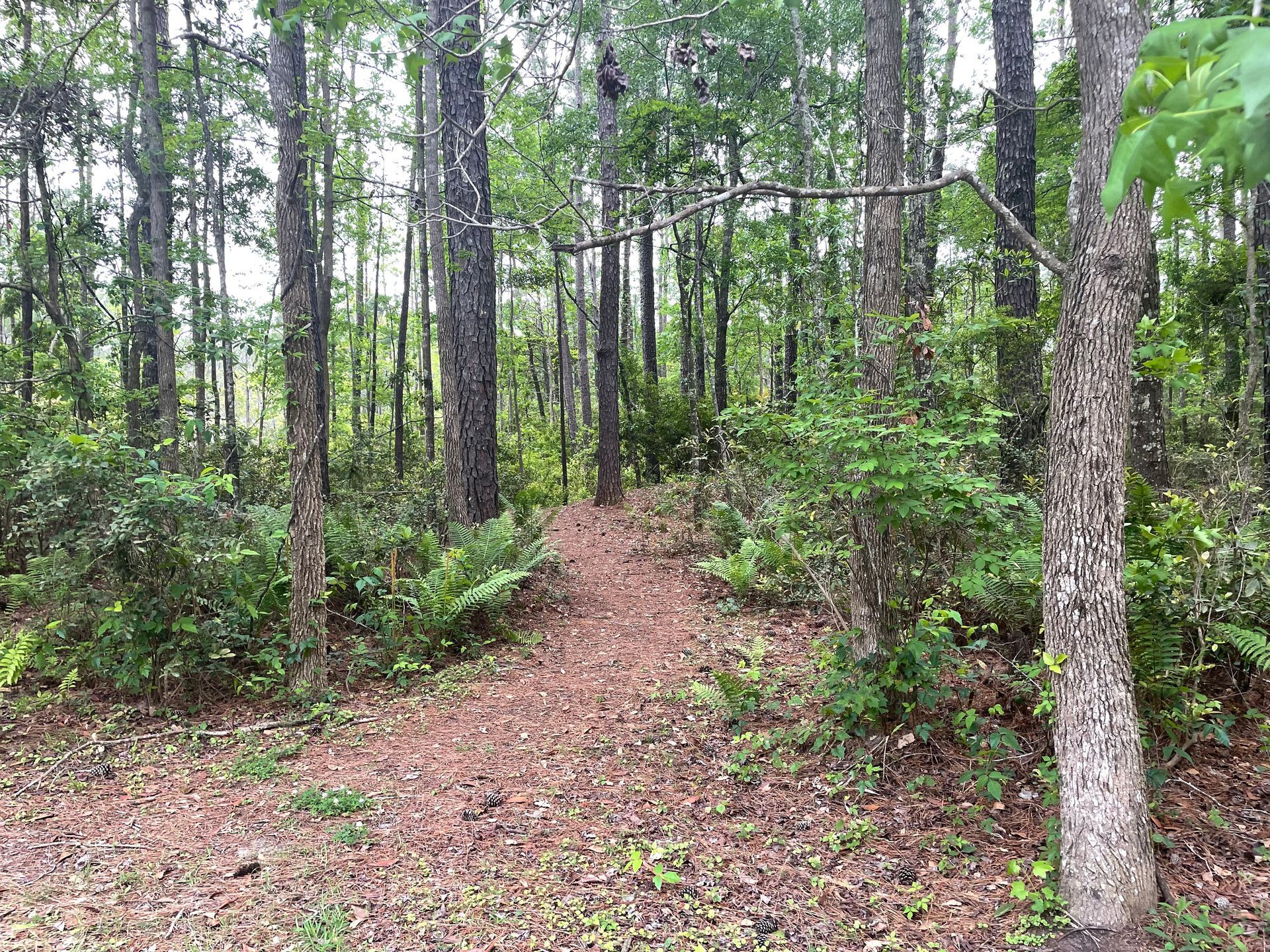 A dirt path winds through a forest of tall trees and green bushes.