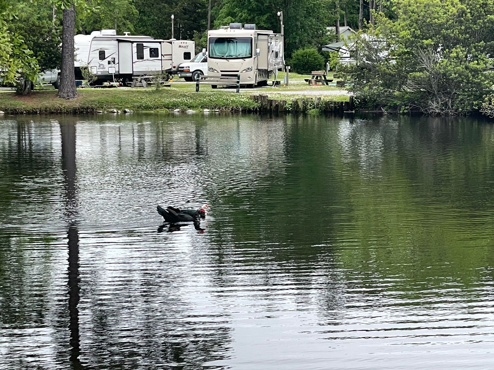 Duck swimming in a lake with RVs and trees in the background at a campground.