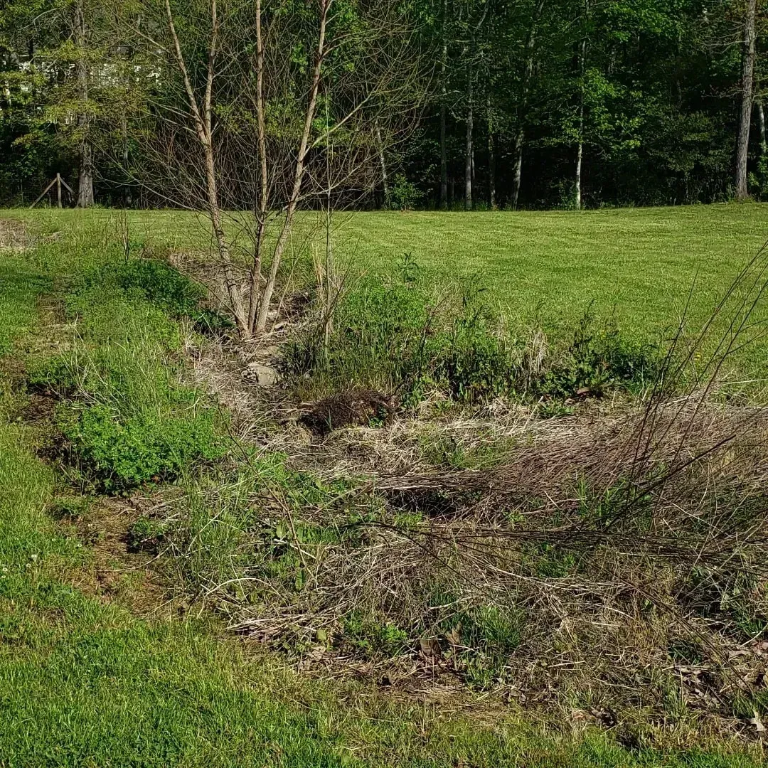 Grassy landscape with a small, dry ditch and sparse vegetation, trees in the background.