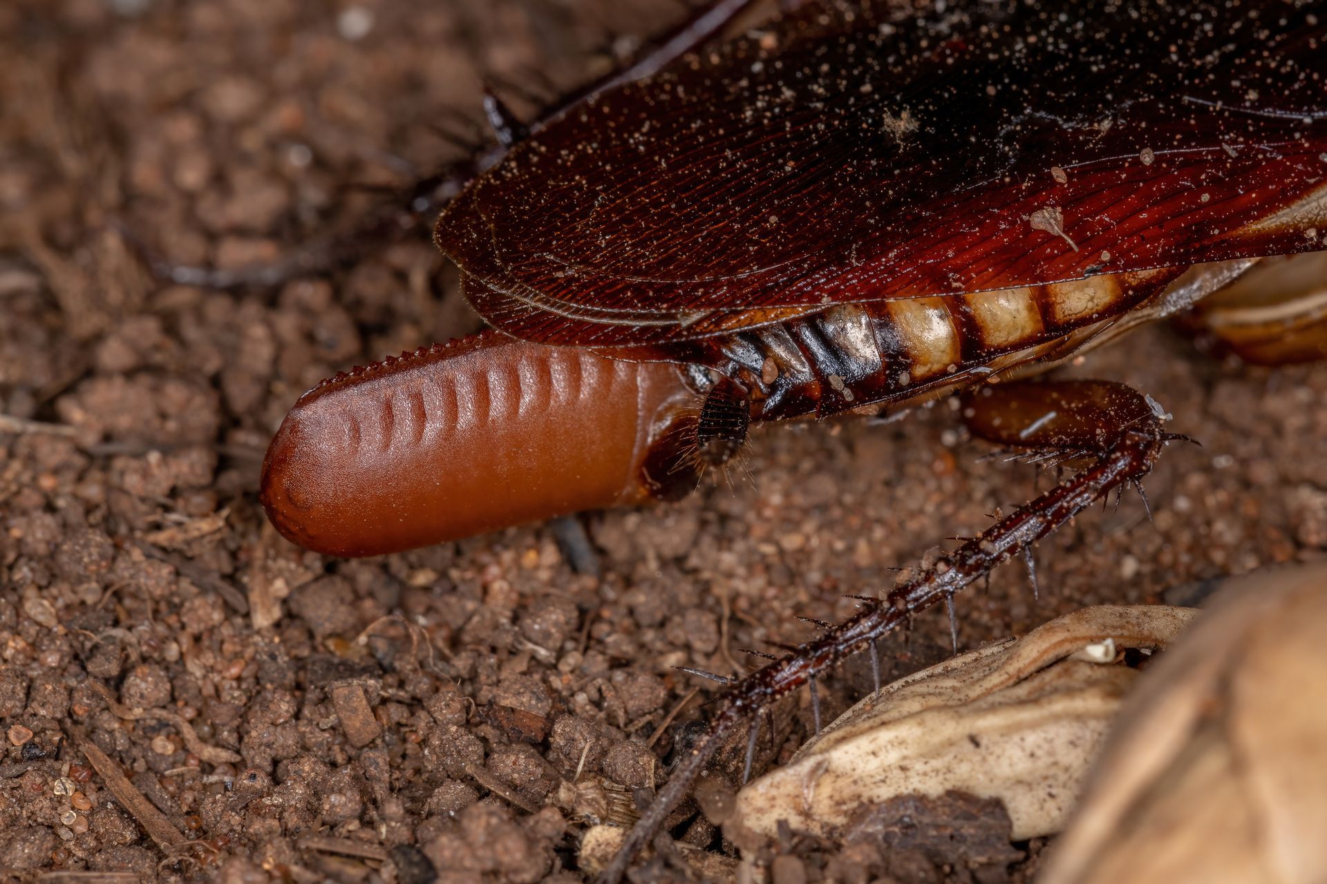 Egg capsules — Antioch, CA — Central Exterminator Co