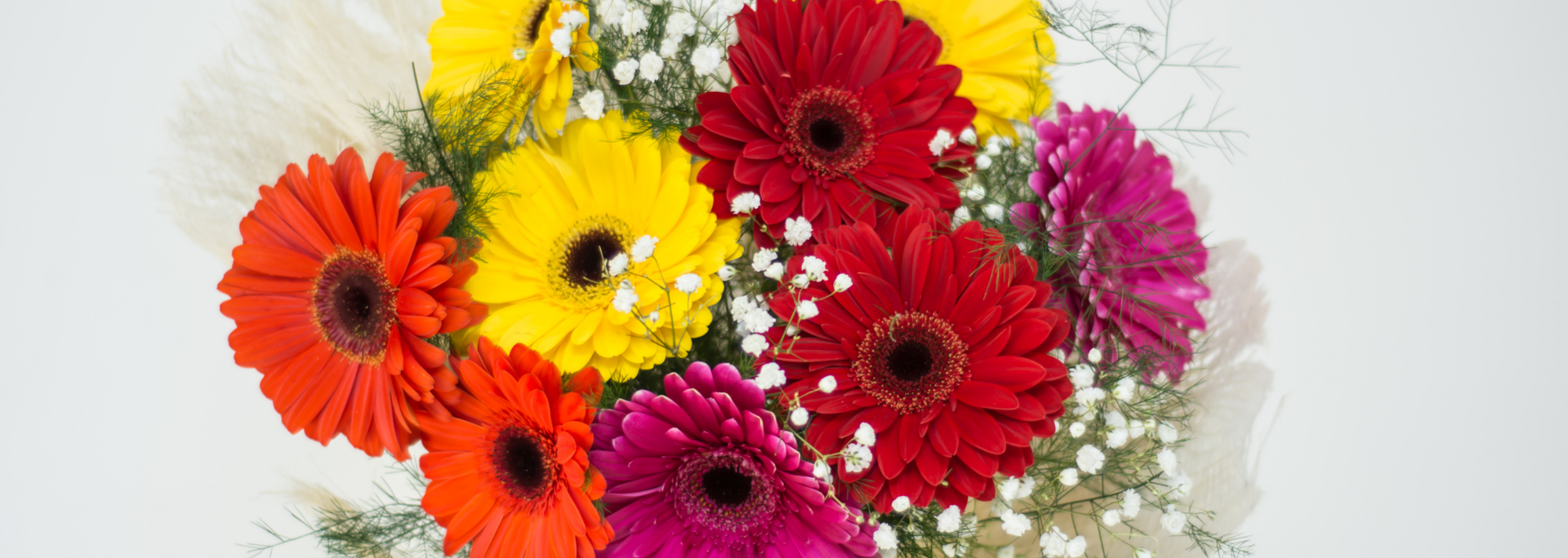 Picture of Gerberas. Picture of Gerberas.