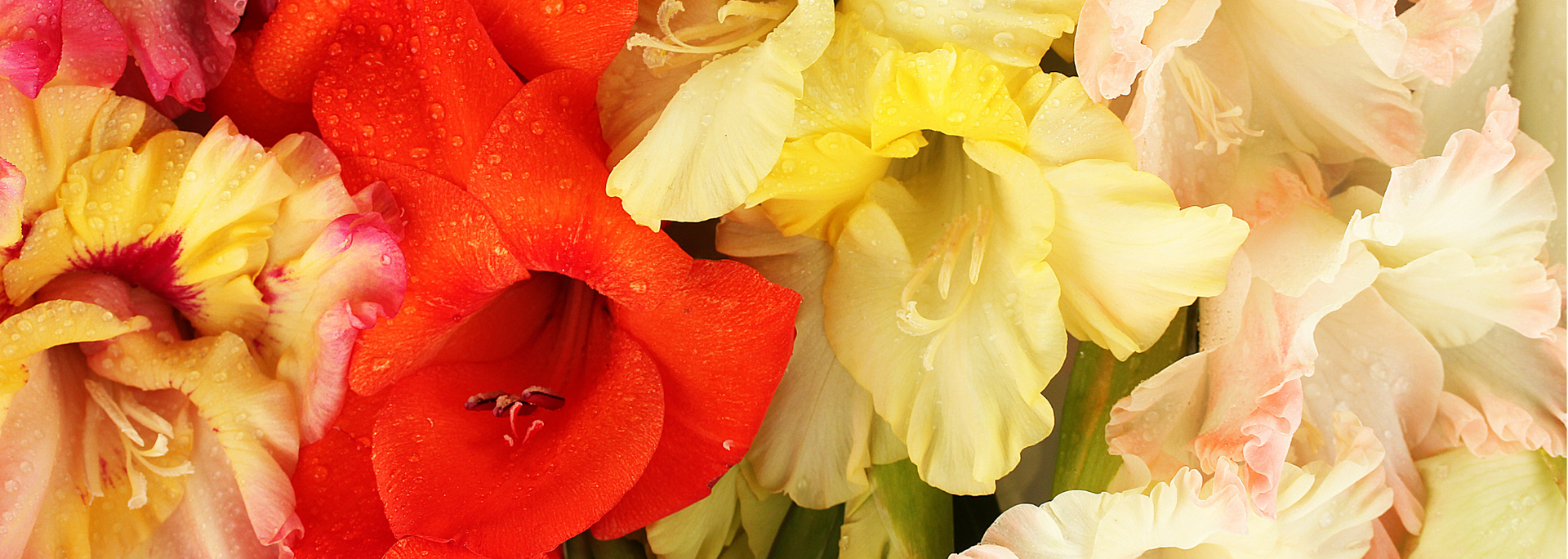 Picture of Gladioli. Picture of Gladioli.
