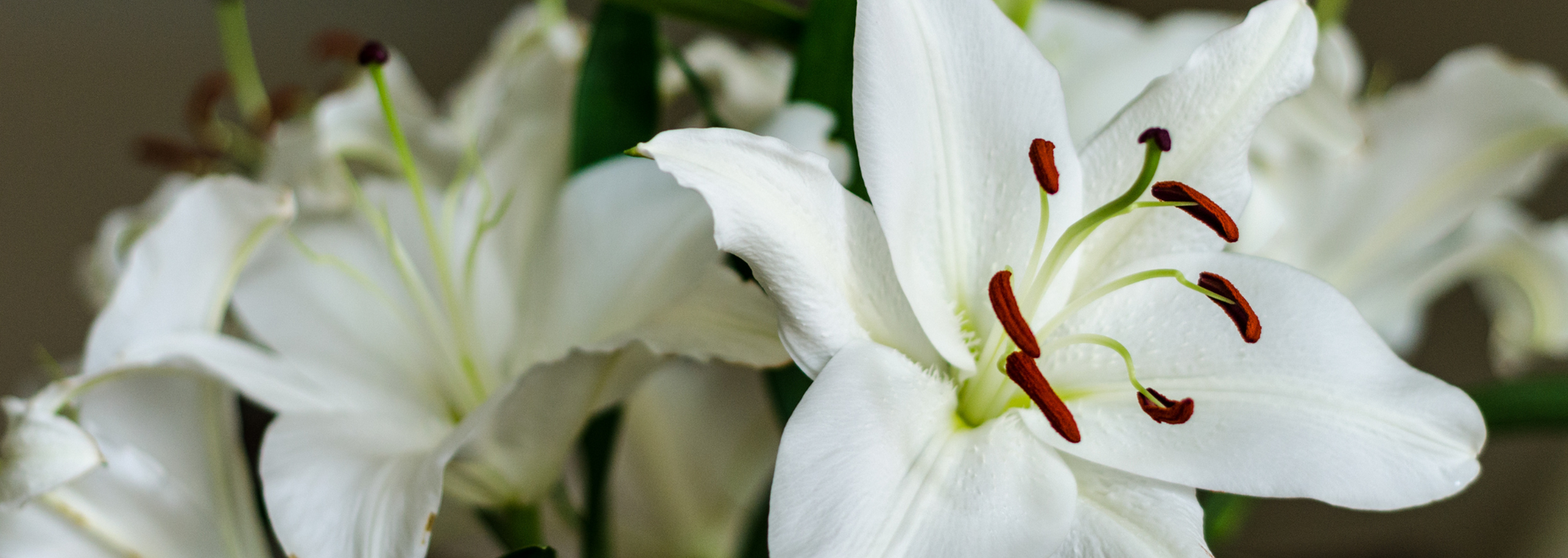 Picture of Lilies. Picture of Lilies.