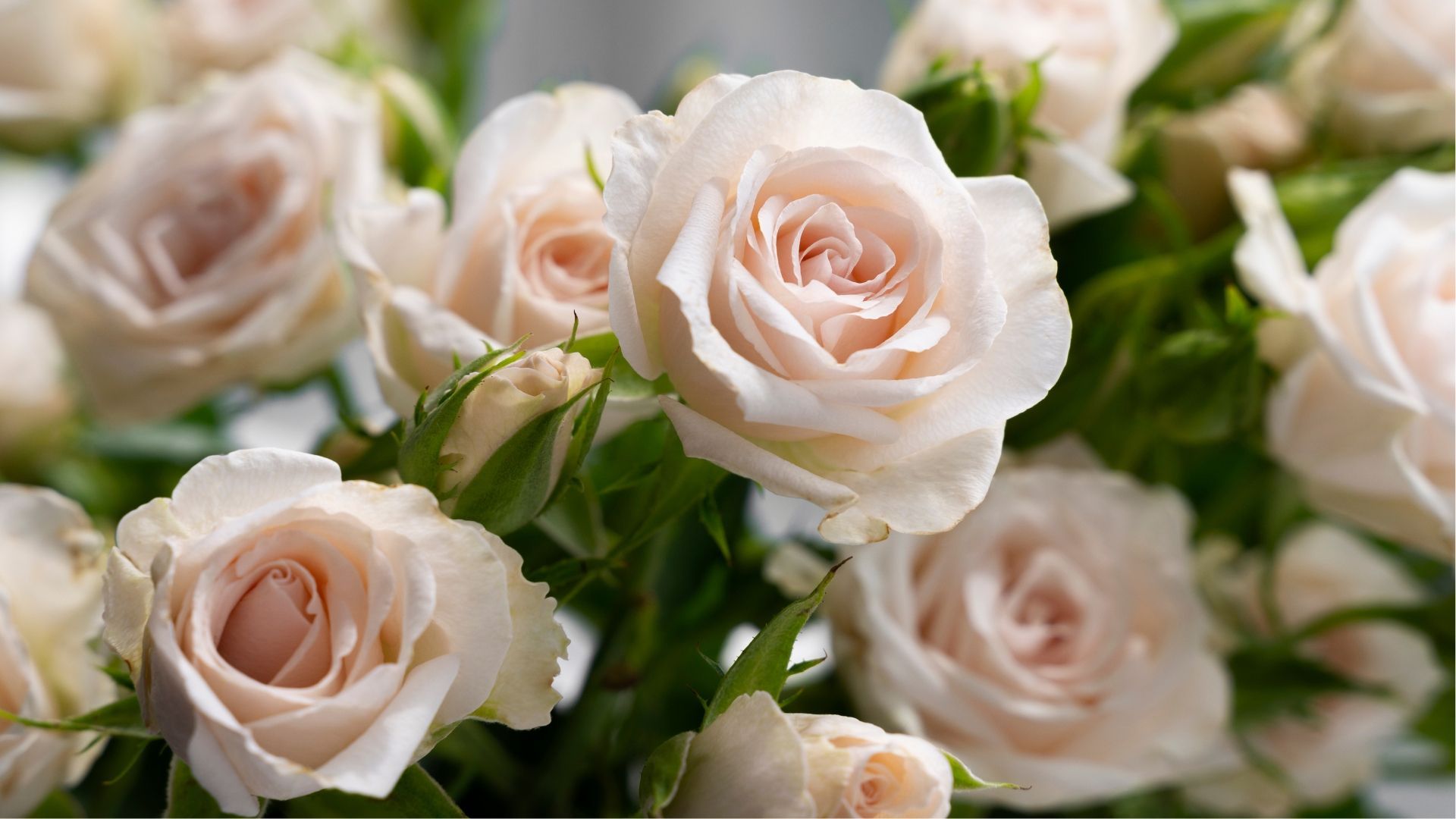 Do flowers seen at funerals have special meanings? Learn about this fascinating topic in our guide.
