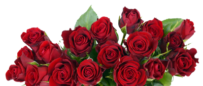 A bunch of red roses with green leaves on a white background.