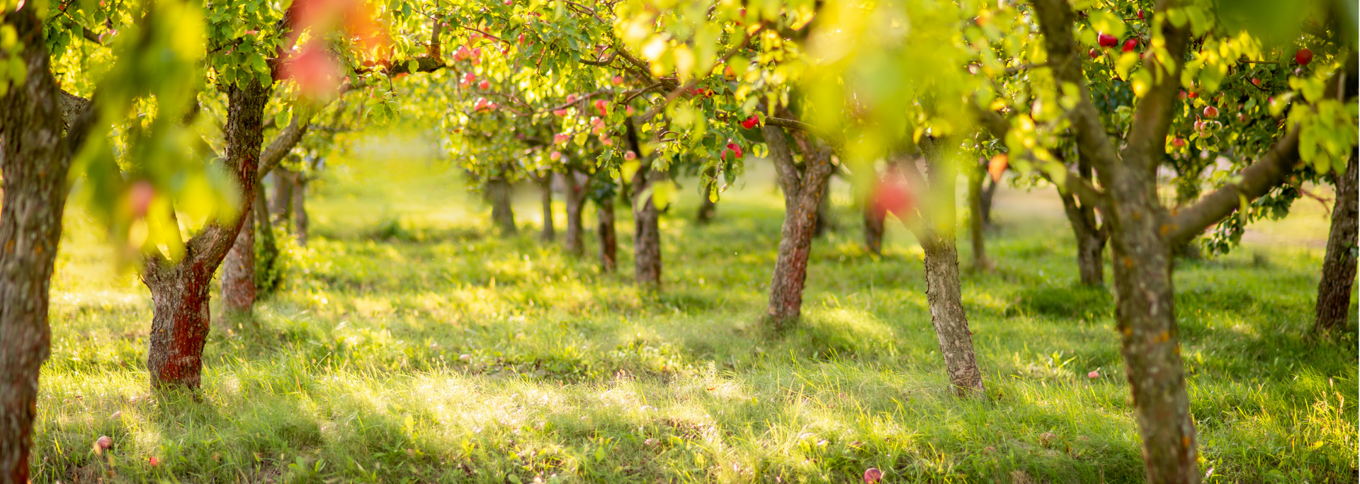 Picture of a natural burial site. Picture of a natural burial site.
