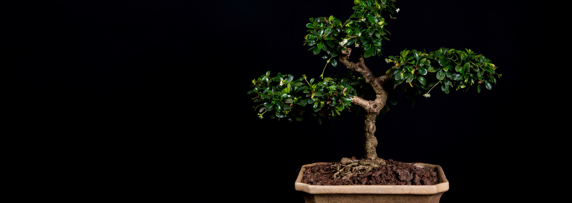 Picture of a small tree. Picture of a small tree.