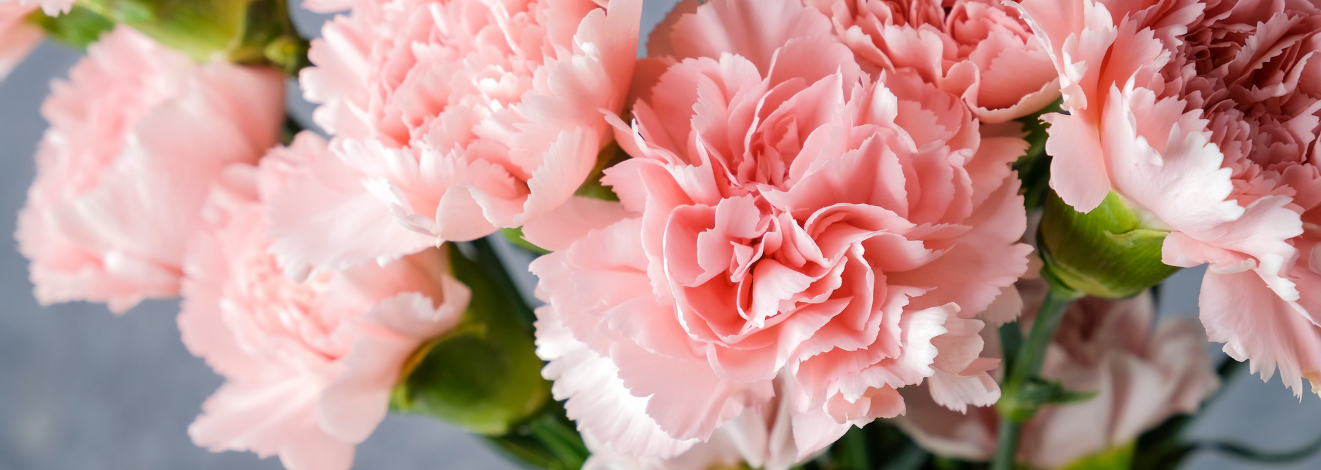 Picture of carnations. Picture of carnations.