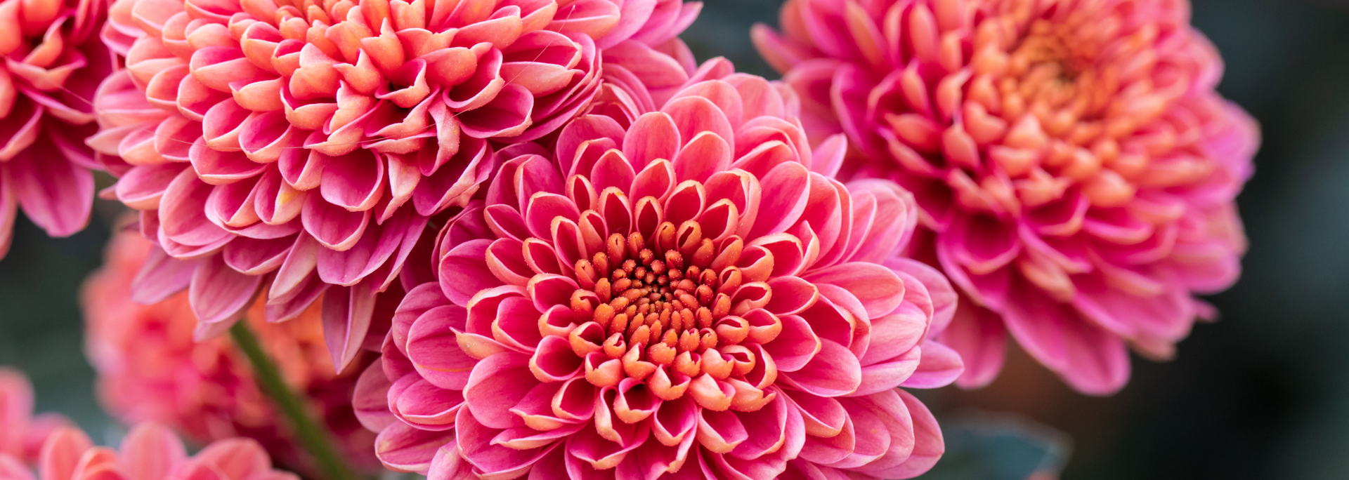 Picture of chrysanthemums. Picture of chrysanthemums.