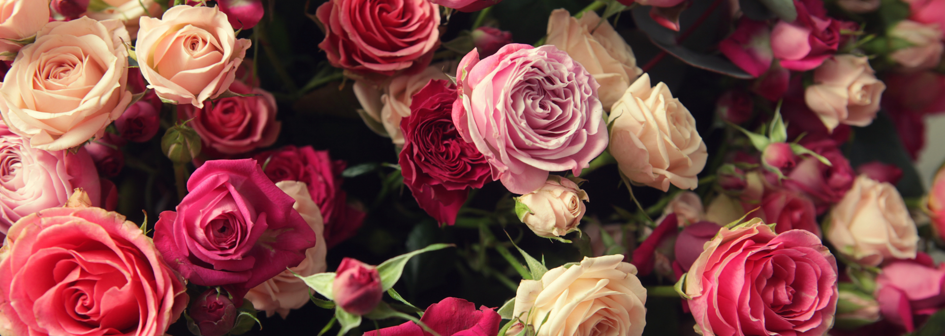 Picture of roses. Picture of roses.