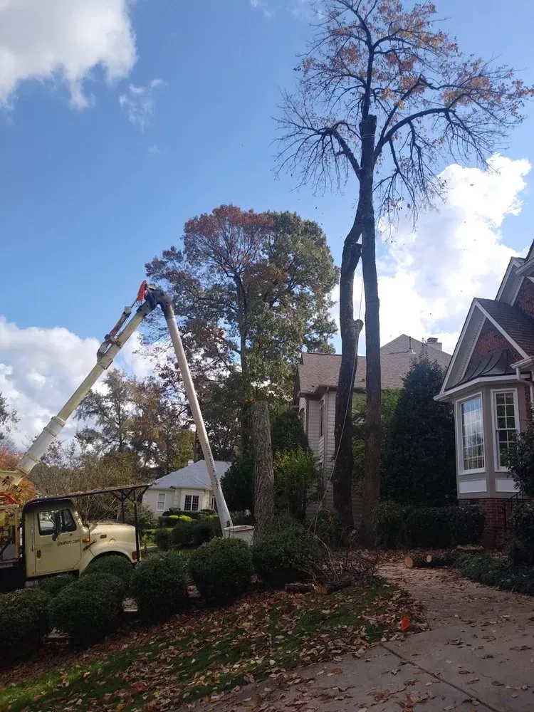 Utility truck trimming a tall tree beside houses on a residential street.