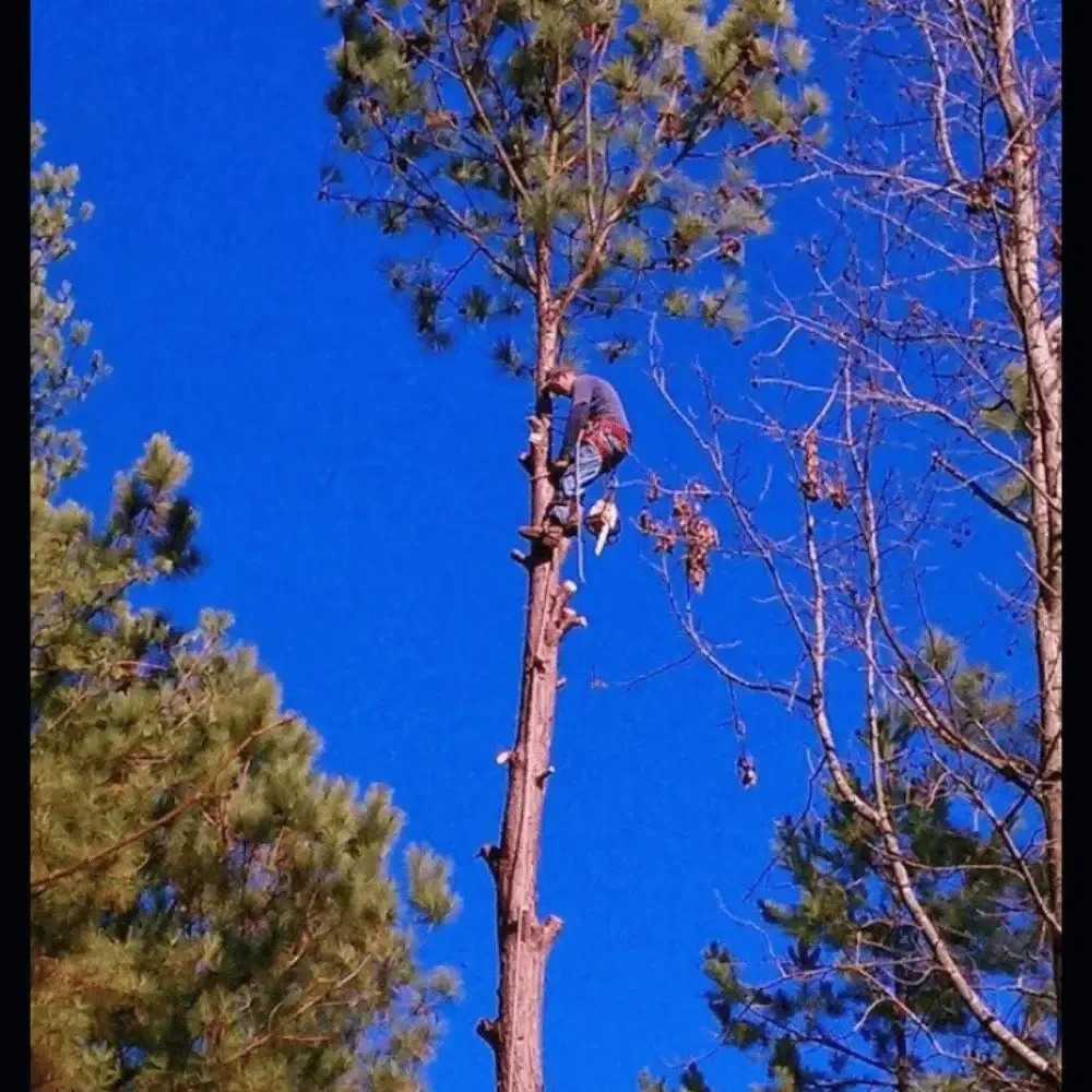 Person climbing a tall tree against a bright blue sky