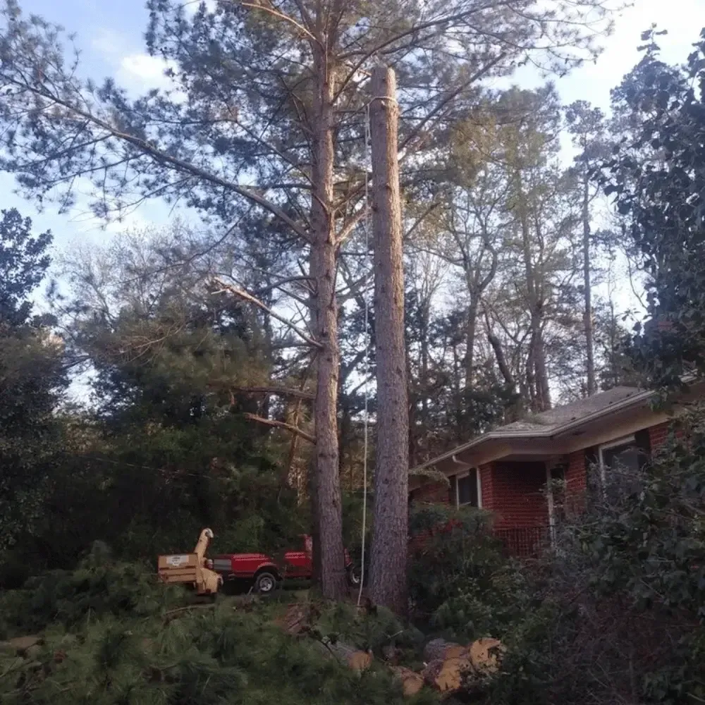 Tall trees beside a red truck and brick house in a wooded yard at dusk