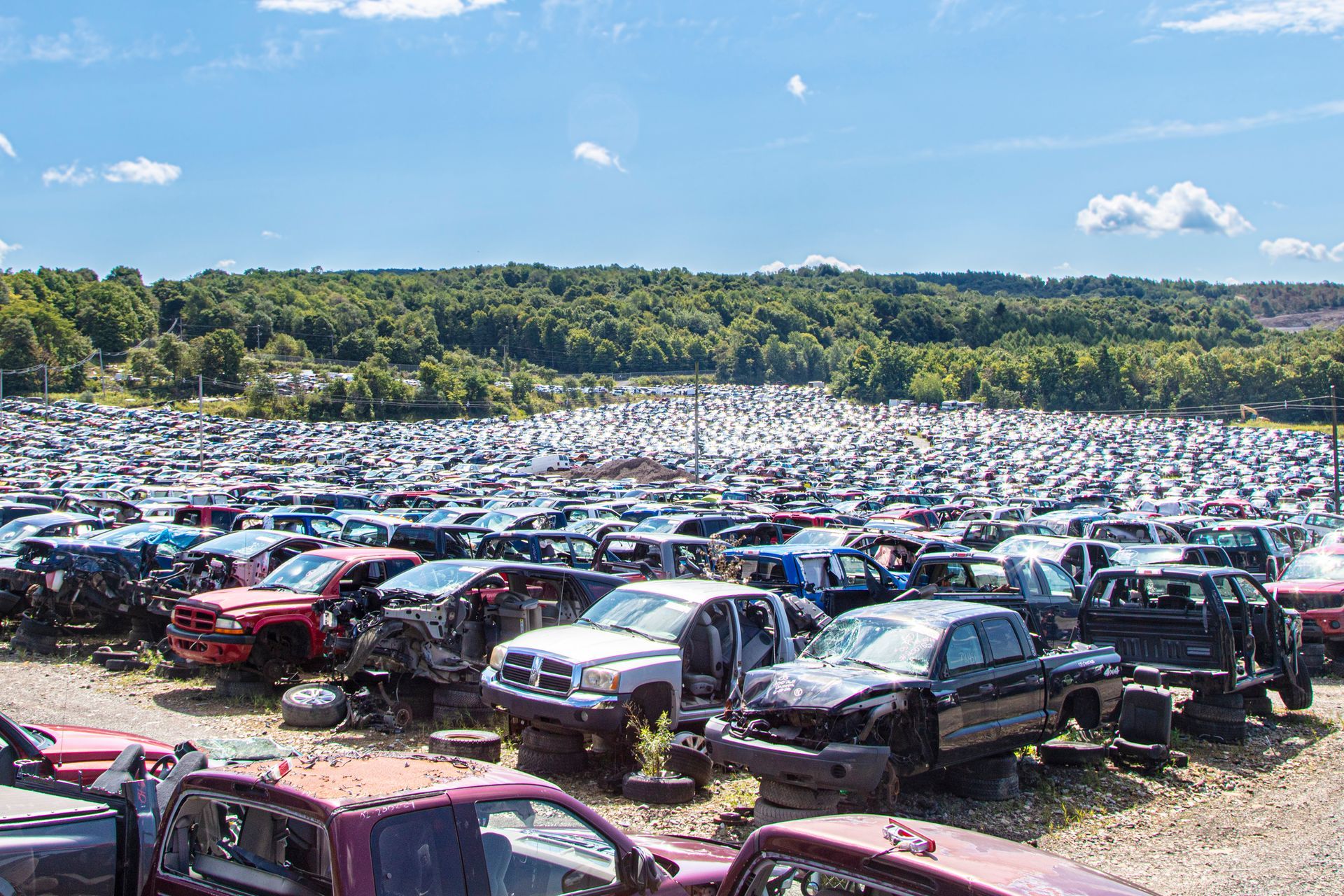 Cars and trucks in a large junkyard