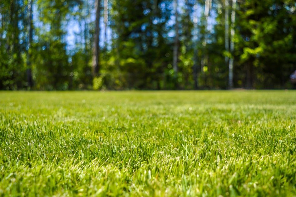 A Close Up of a Lush Green Field With Trees in the Background — Superior Turf In Shoalhaven, NSW