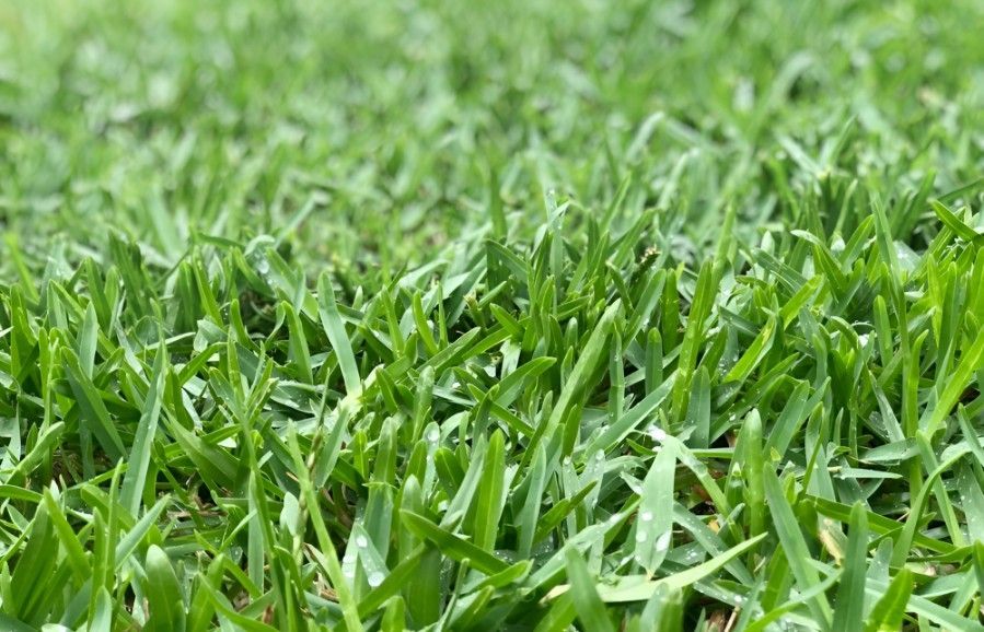 A Close Up of a Lush Green Field of Grass — Superior Turf In Shoalhaven, NSW