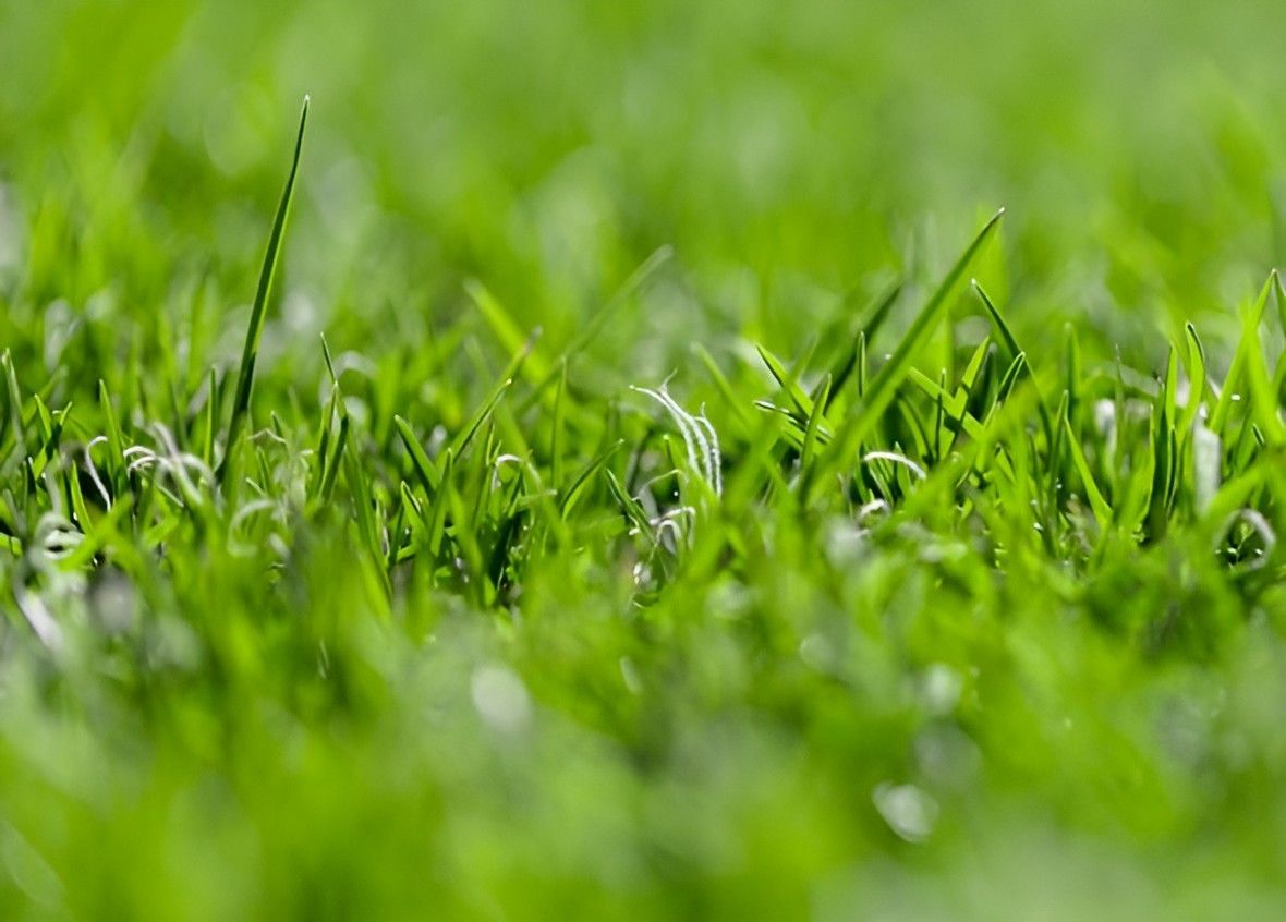 A Close Up of a Lush Green Field of Grass With Water Drops on It — Superior Turf In Shoalhaven, NSW
