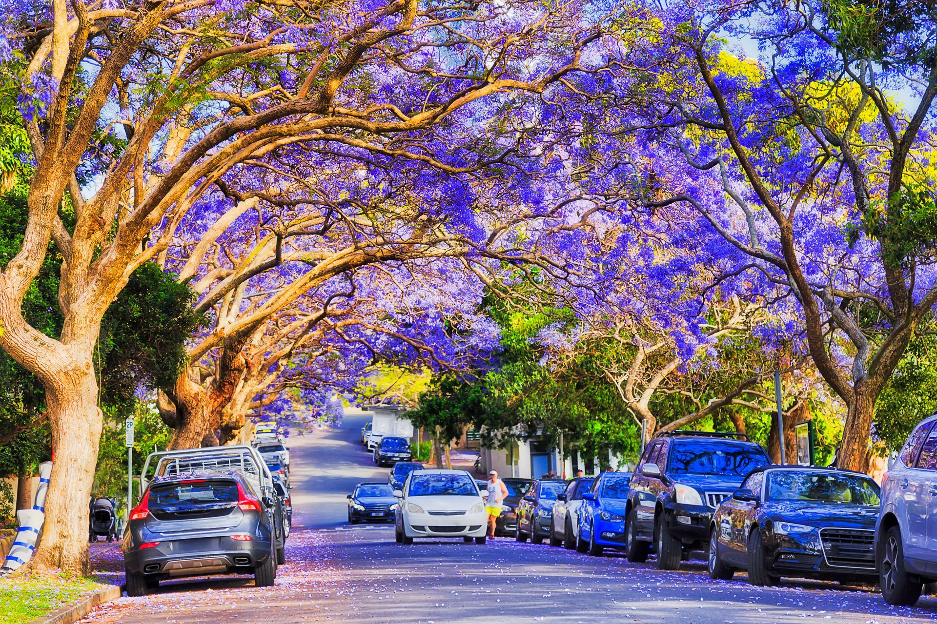 A row of cars are parked on the side of a street under purple trees.