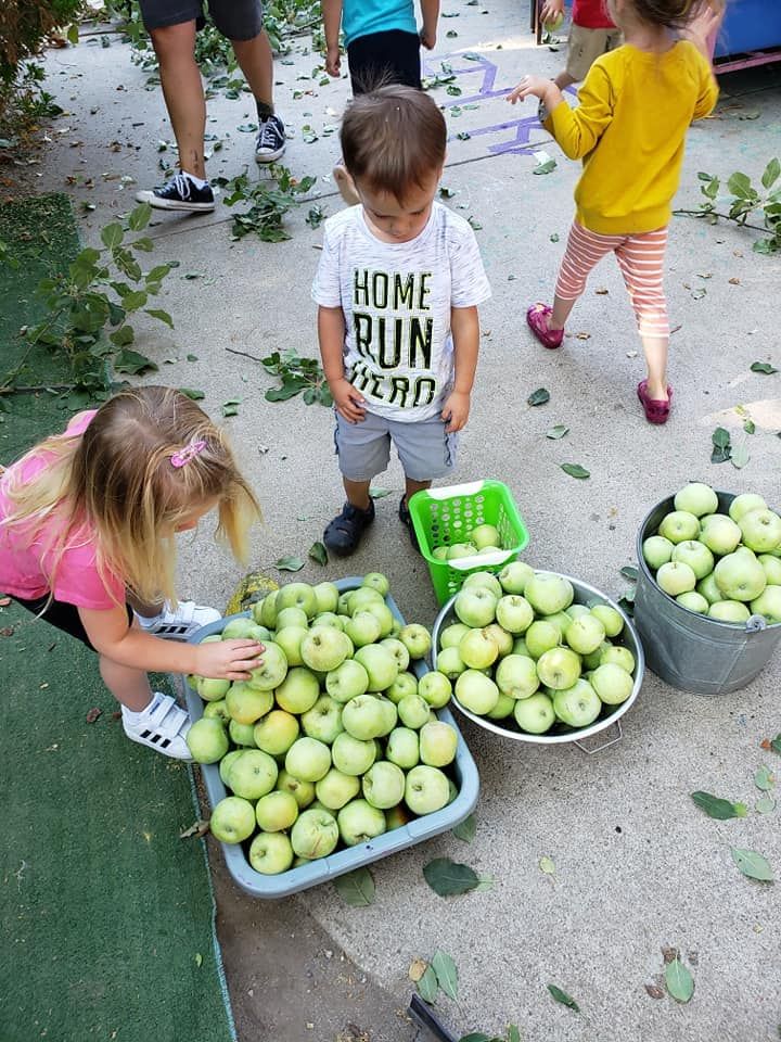 A group of children are picking apples from a tree.