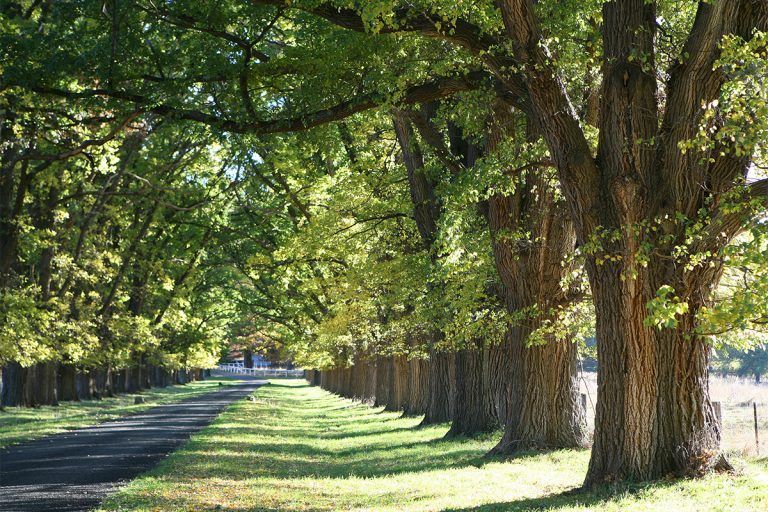 elm tree