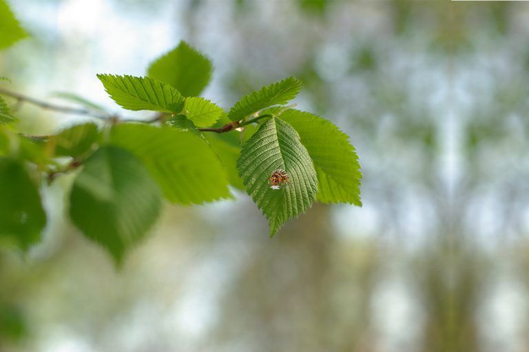 elm lead beetle control