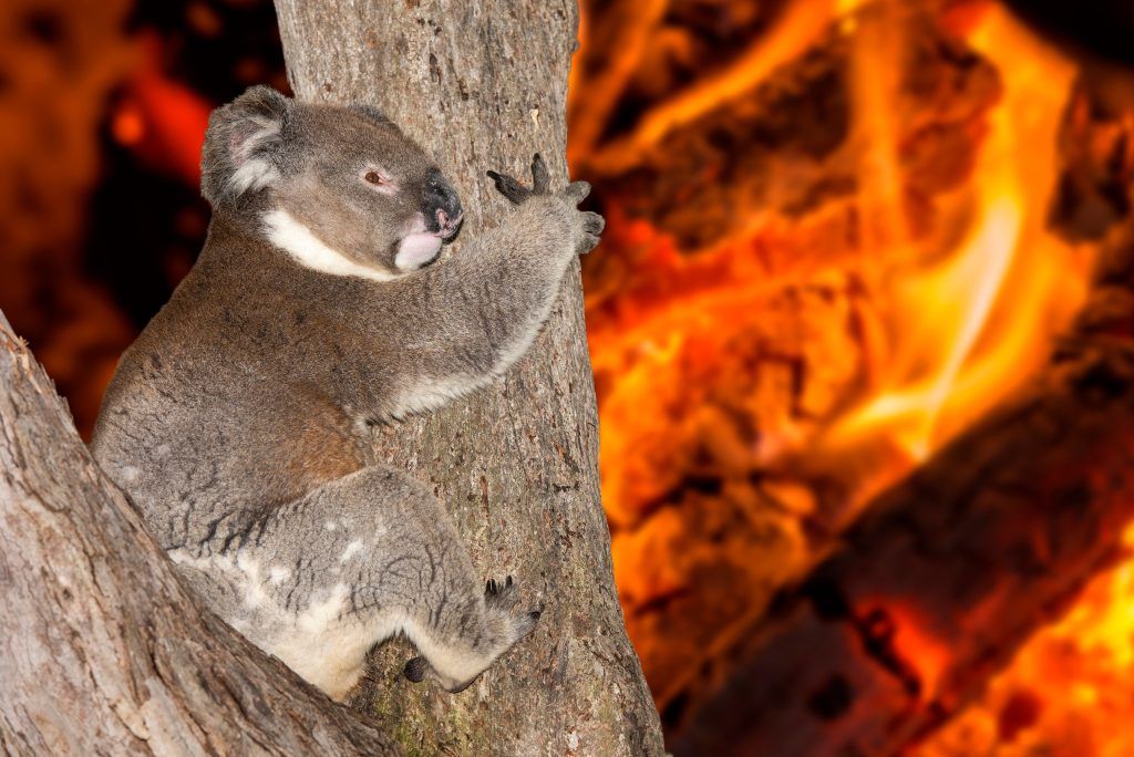 Yelling,Crying,Koala,In,Australia,Bush,Fire