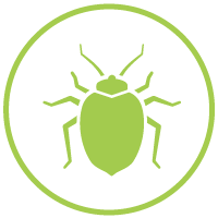 Elm Leaf Beetle Control