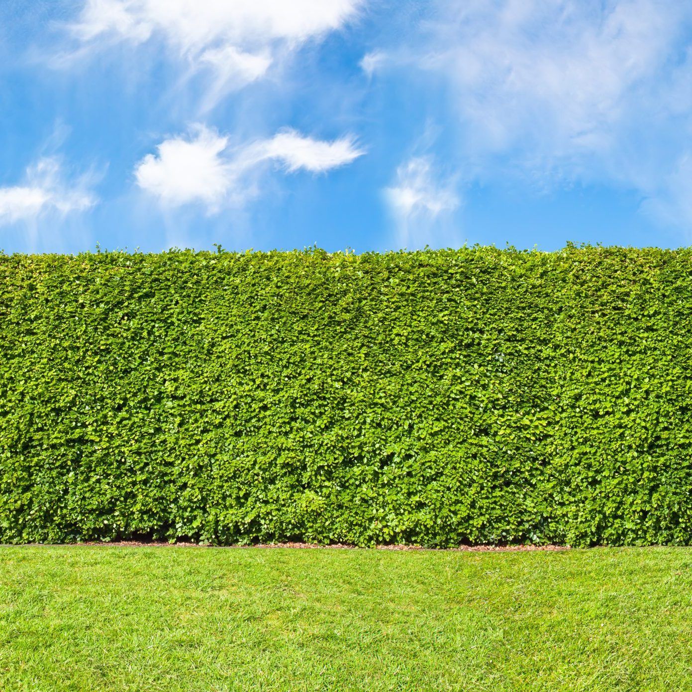 Tall,Hedge,,Endless,Seamless,Pattern,,Tall,Hedge,With,Sky,And