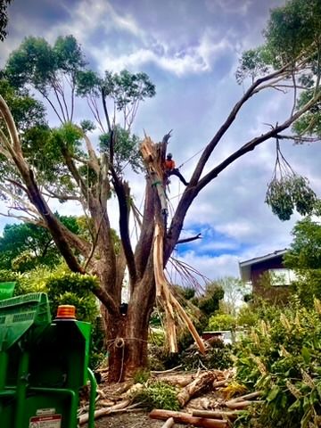 Tree Being Trimmed by an Arborist — Total Tree Care In Dandenong, VIC