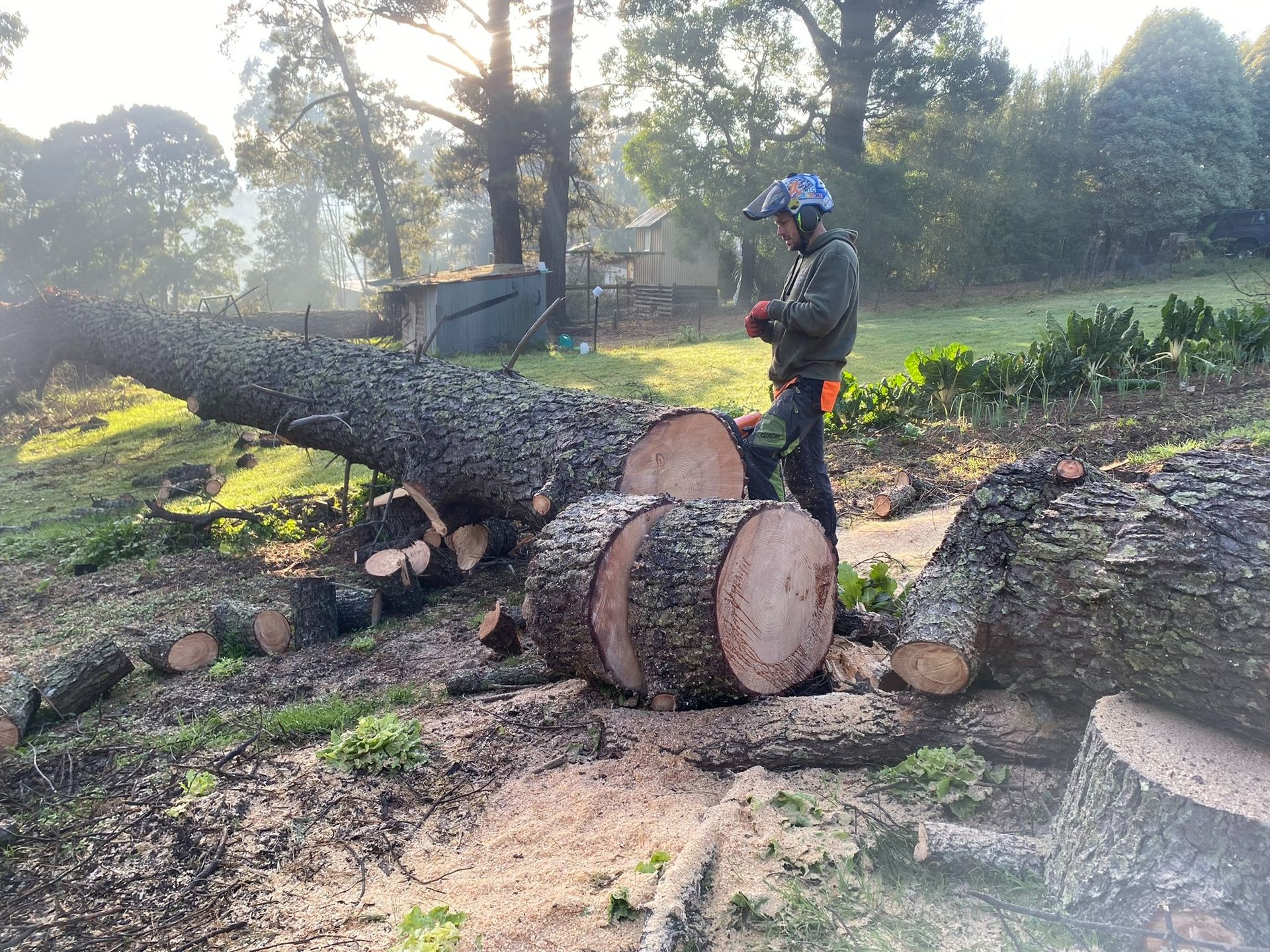 Man in Safety Gear Cutting a Fallen Tree Into Logs Outdoors — Total Tree Care In Dandenong, VIC