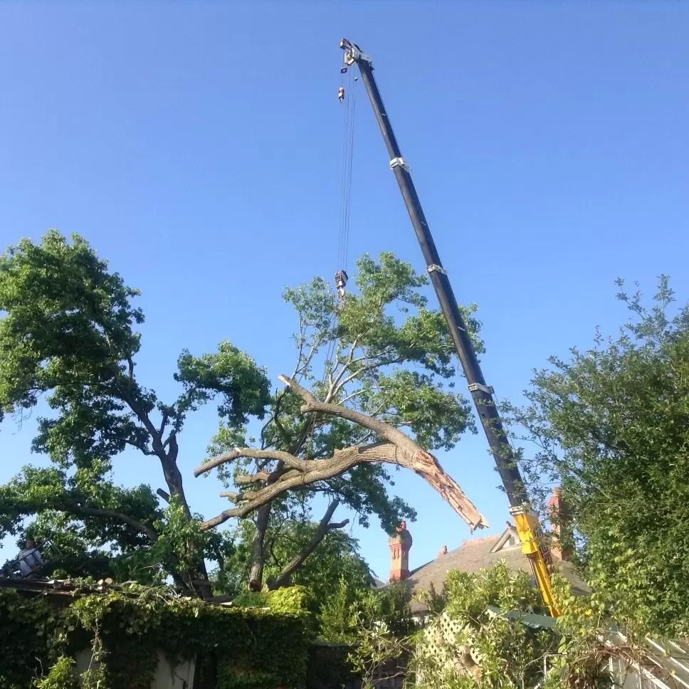 Crane Removing Tree Branch From a Yard on a Sunny Day — Total Tree Care In Dandenong, VIC