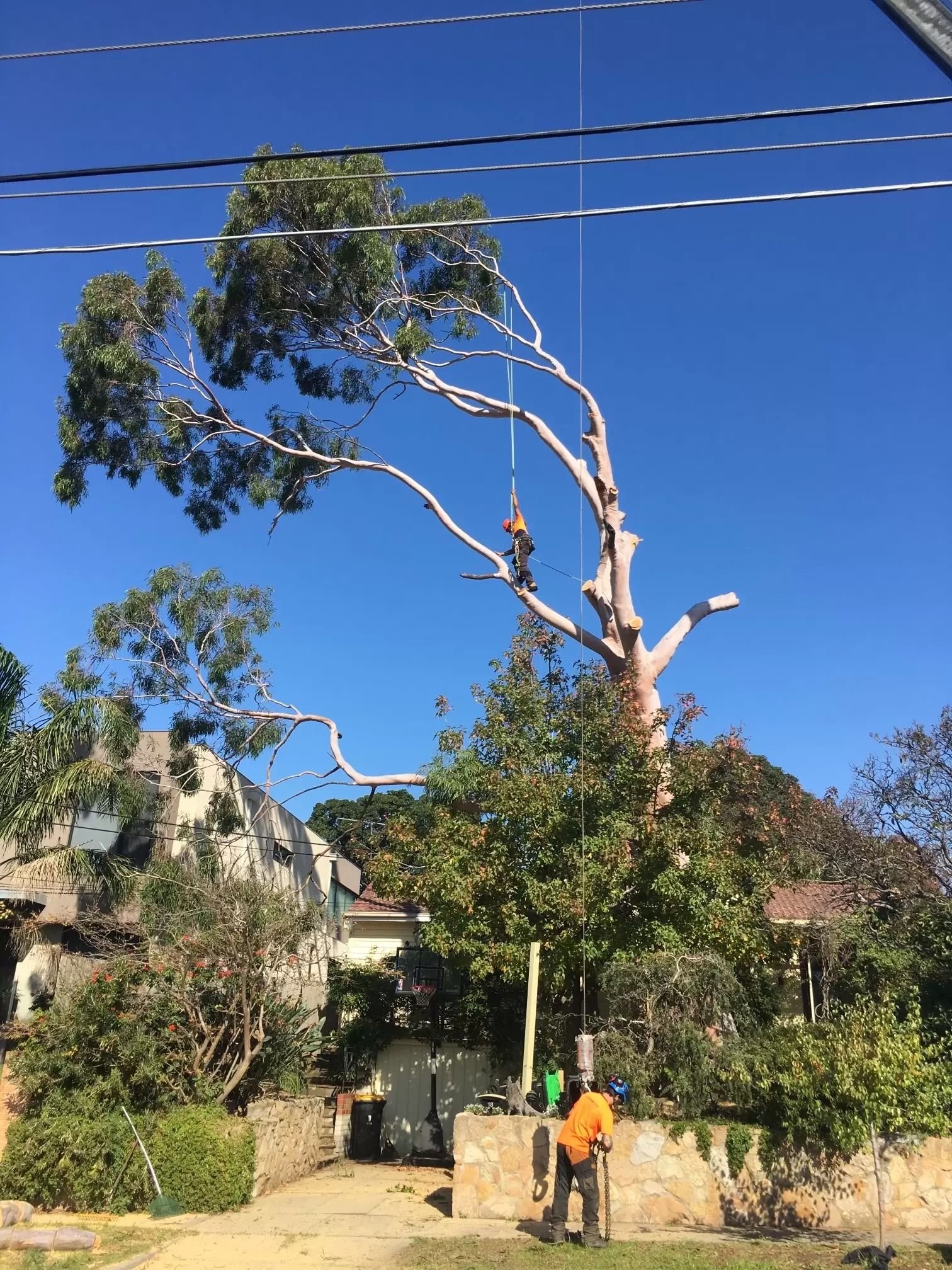 Tree Removal in Progress — Total Tree Care In Dandenong, VIC