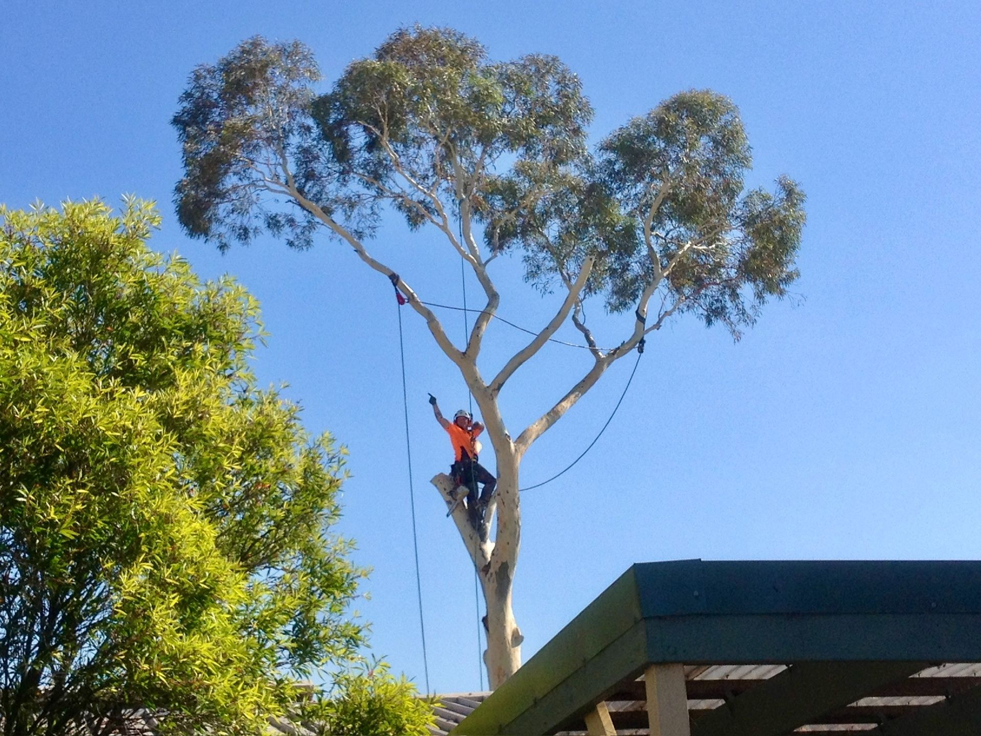 Arborist in Orange Safety Gear — Total Tree Care In Dandenong, VIC