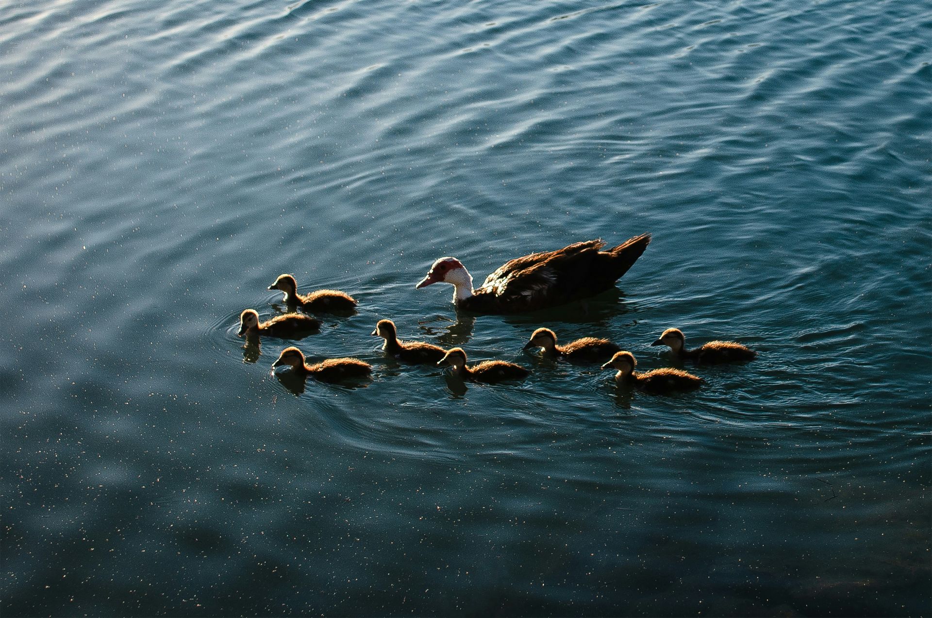 Mother duck and eight ducklings swim in a blue body of water.