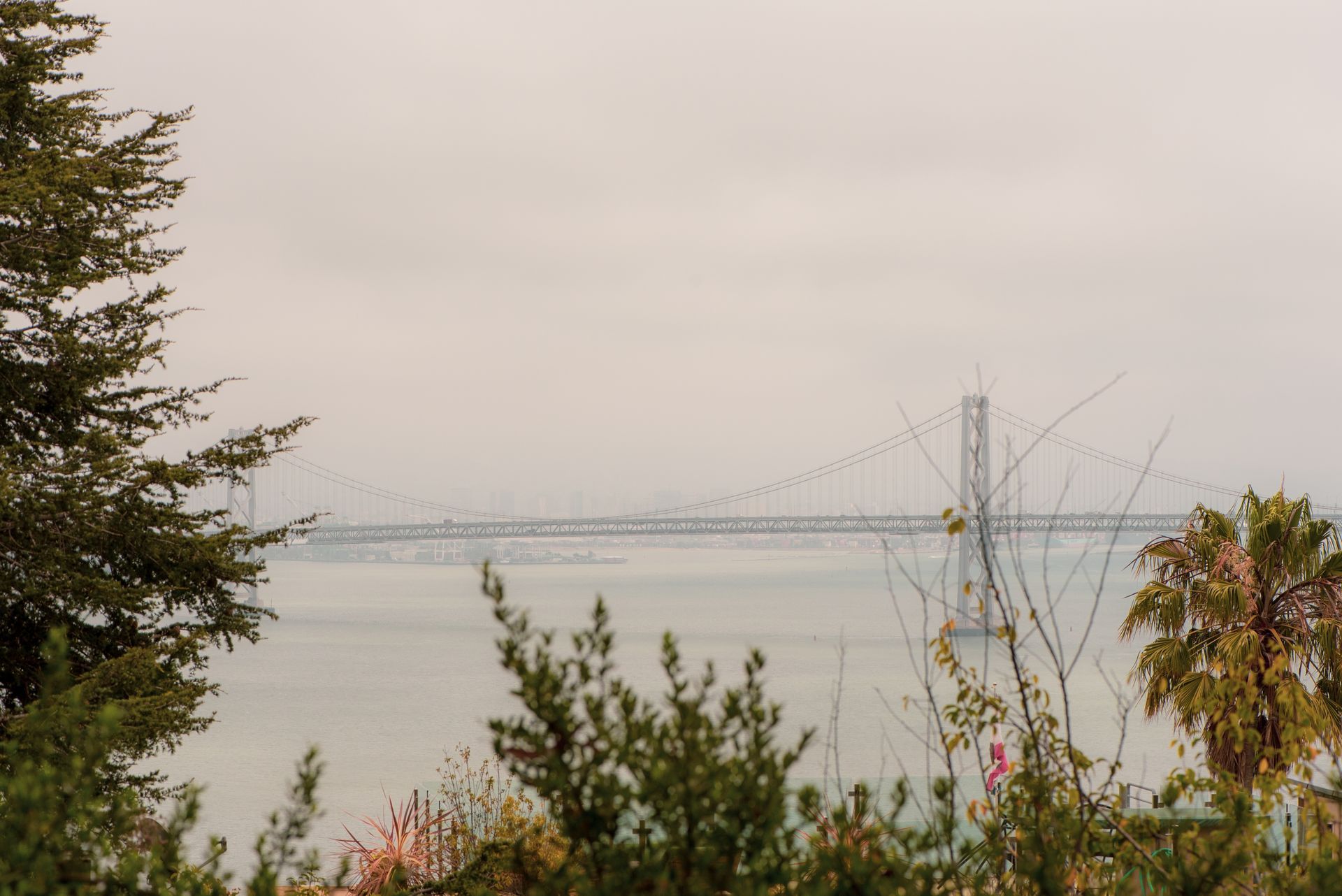 San Francisco Bay Bridge on a cloudy day, visible over water, framed by trees and plants.