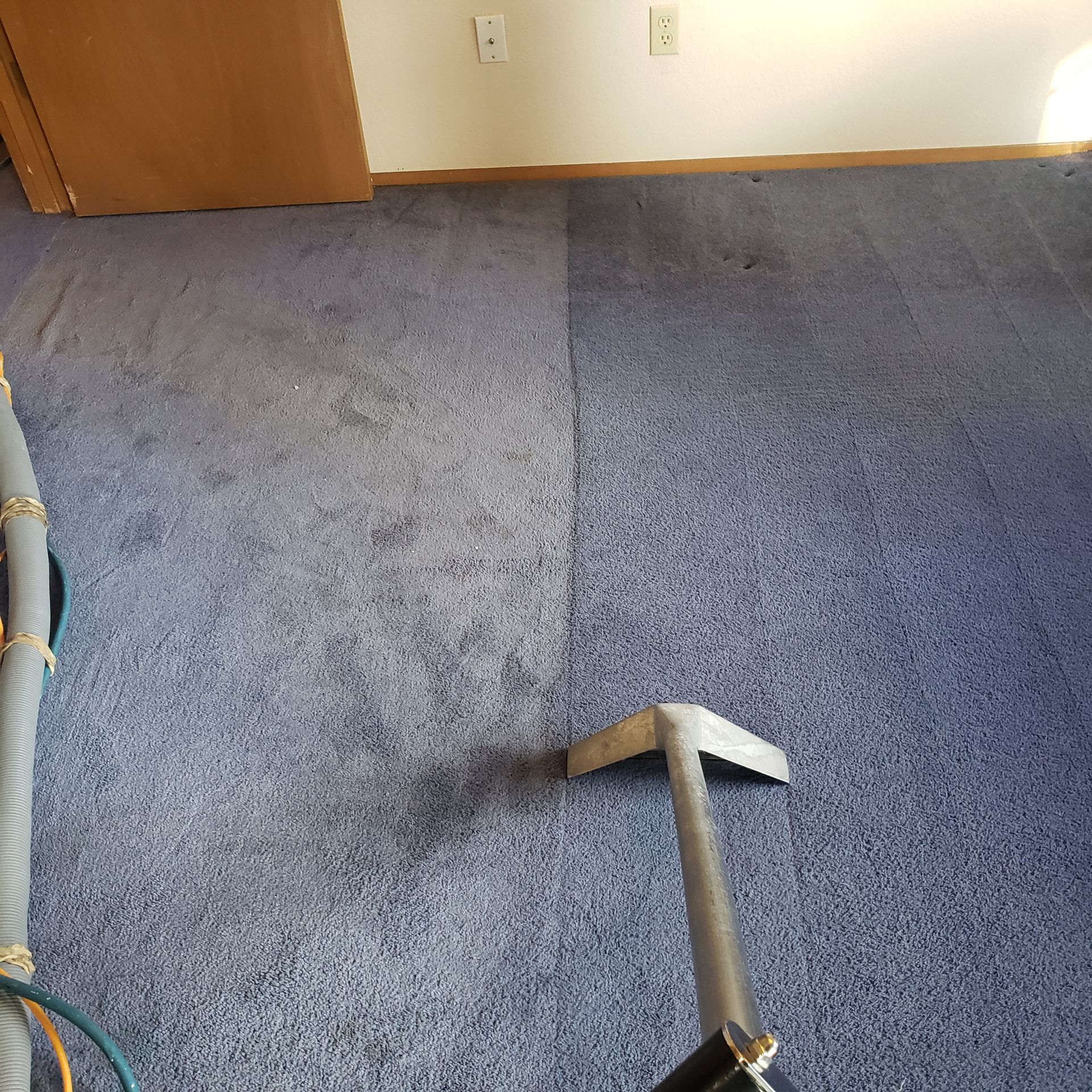 Dog On The Carpet