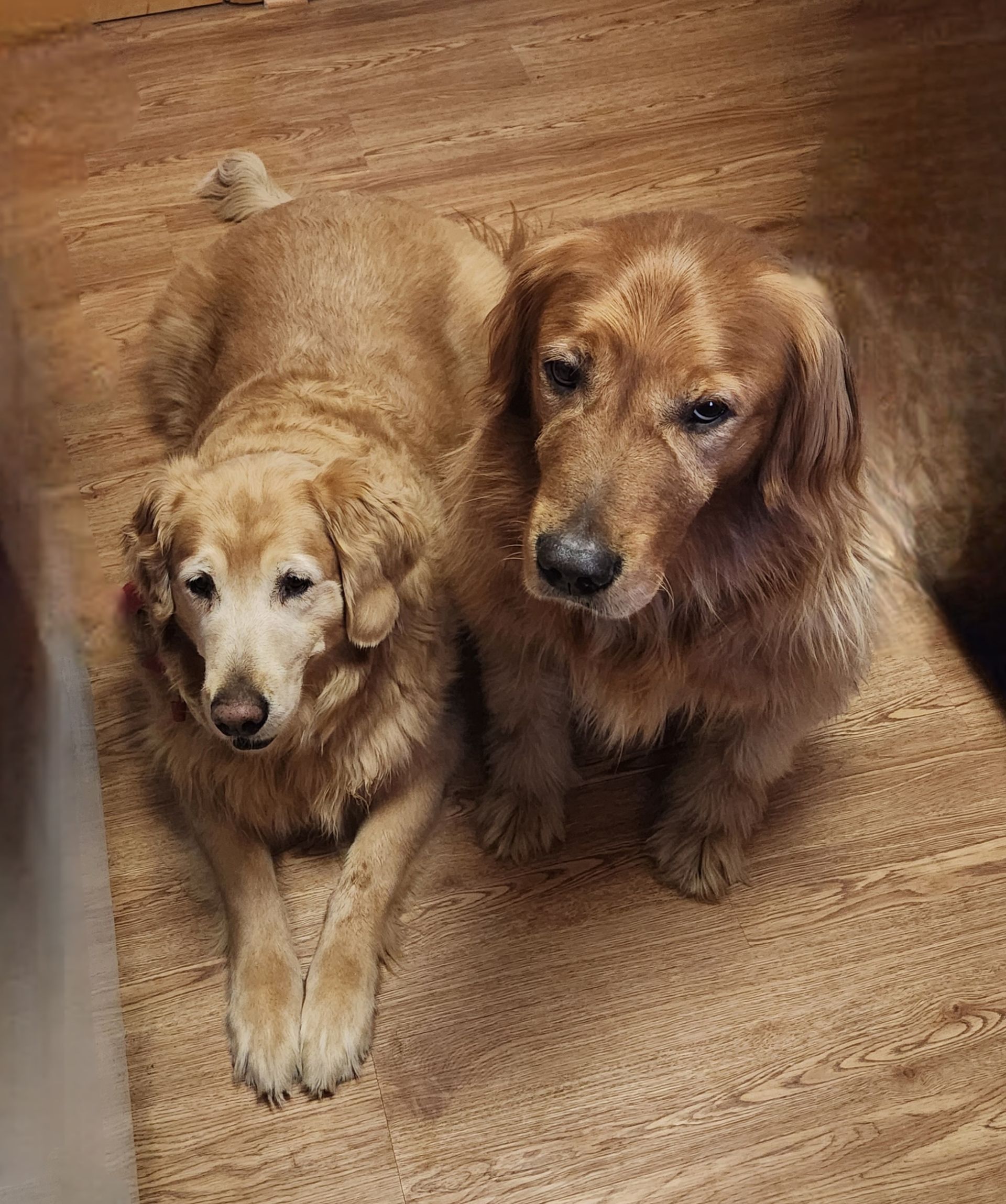 Two golden retrievers sitting on a wooden floor, looking up at the camera.