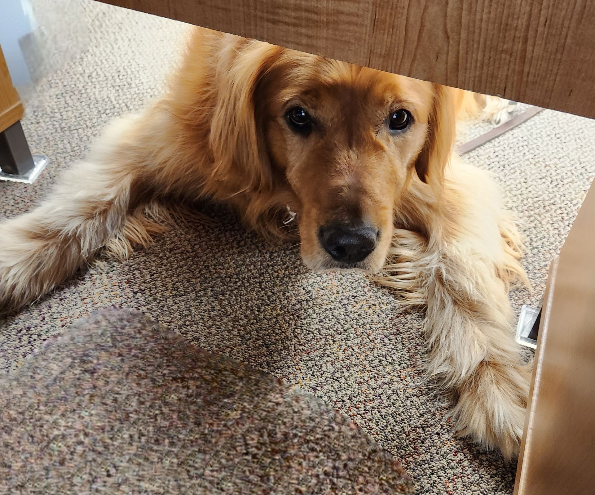 Golden retriever lying under a table on a carpet, looking up with a relaxed expression