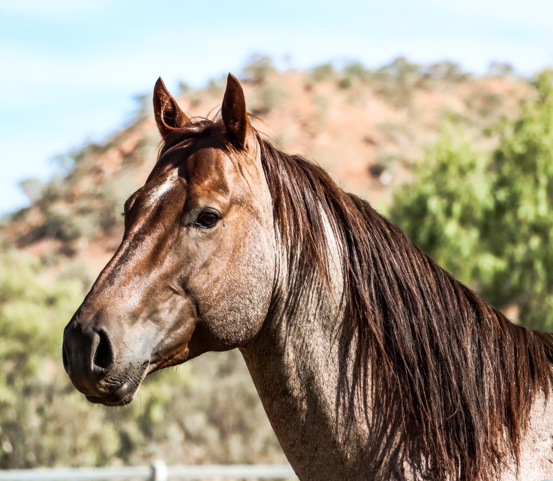 Australian Quarter Horse