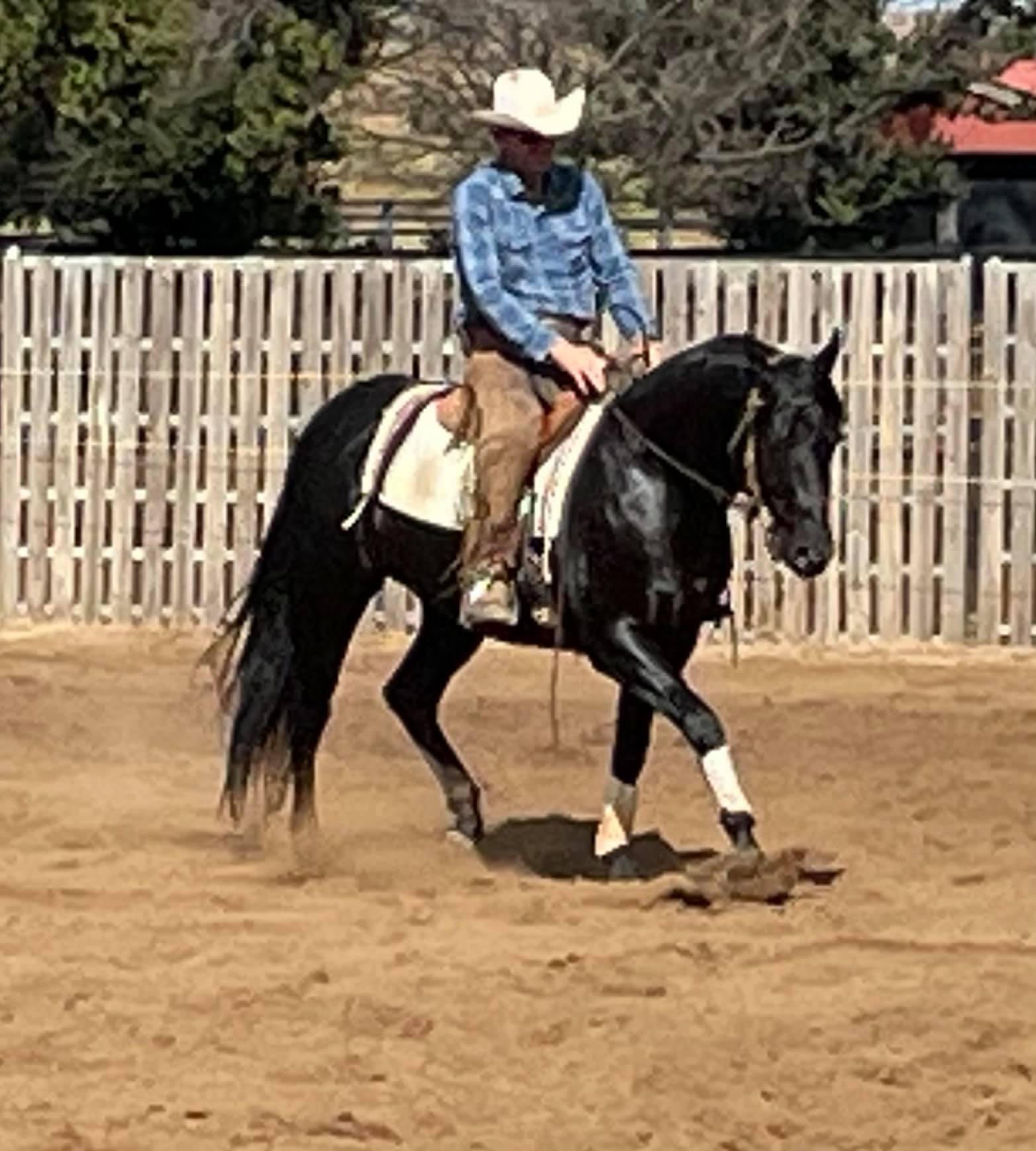 Australian Quarter Horse / Australian Stock Horse