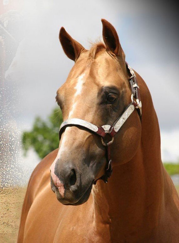 Australian Quarter Horse Donell Park Stud
