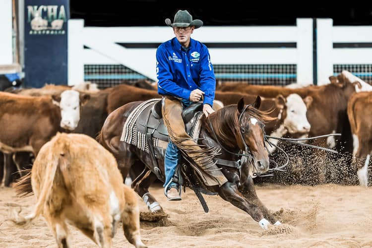Australian Quarter Horse