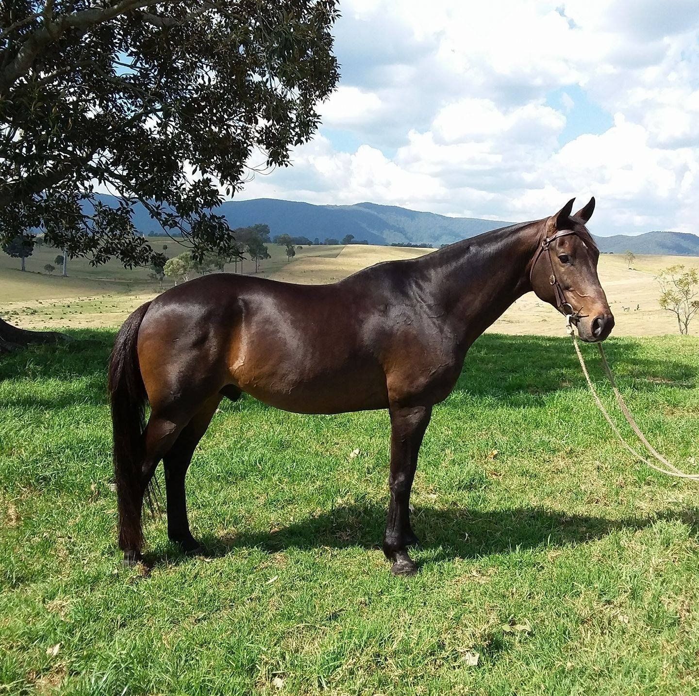 Kirkbys Stud Ambition