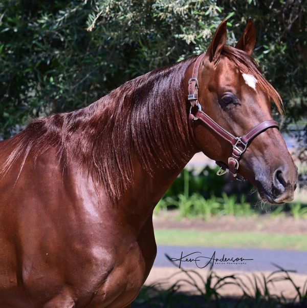 Yaven Spinacat