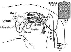 Horse Breeding Procedure