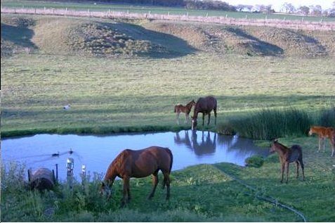Mares & foals at the Spring at Equivet Breeding Centre
