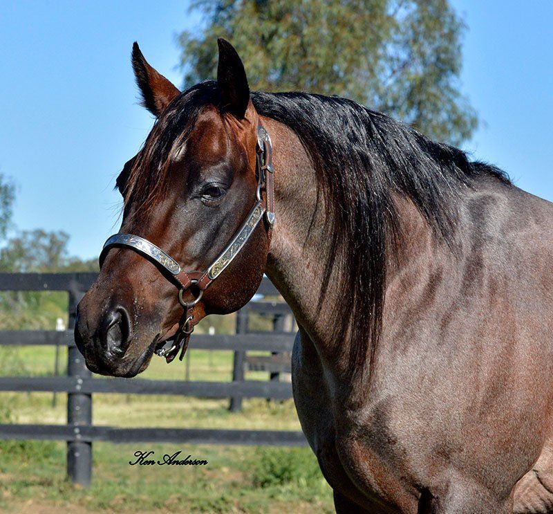 One Roan Peptos